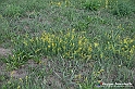 VBS_5335 - La solita strada... il grano da crescere, i campi da arare...